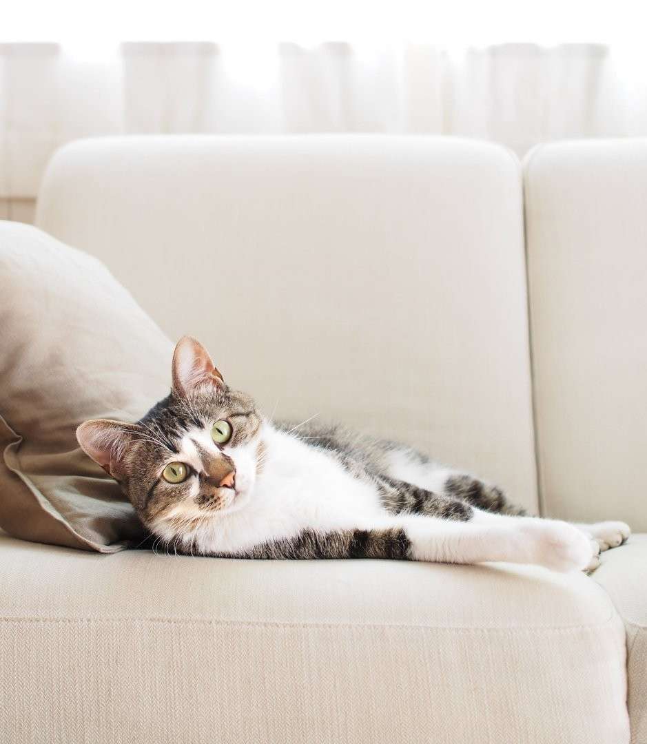 Cat Stain Removal Joliet - Best Carpet Cleaning Pro