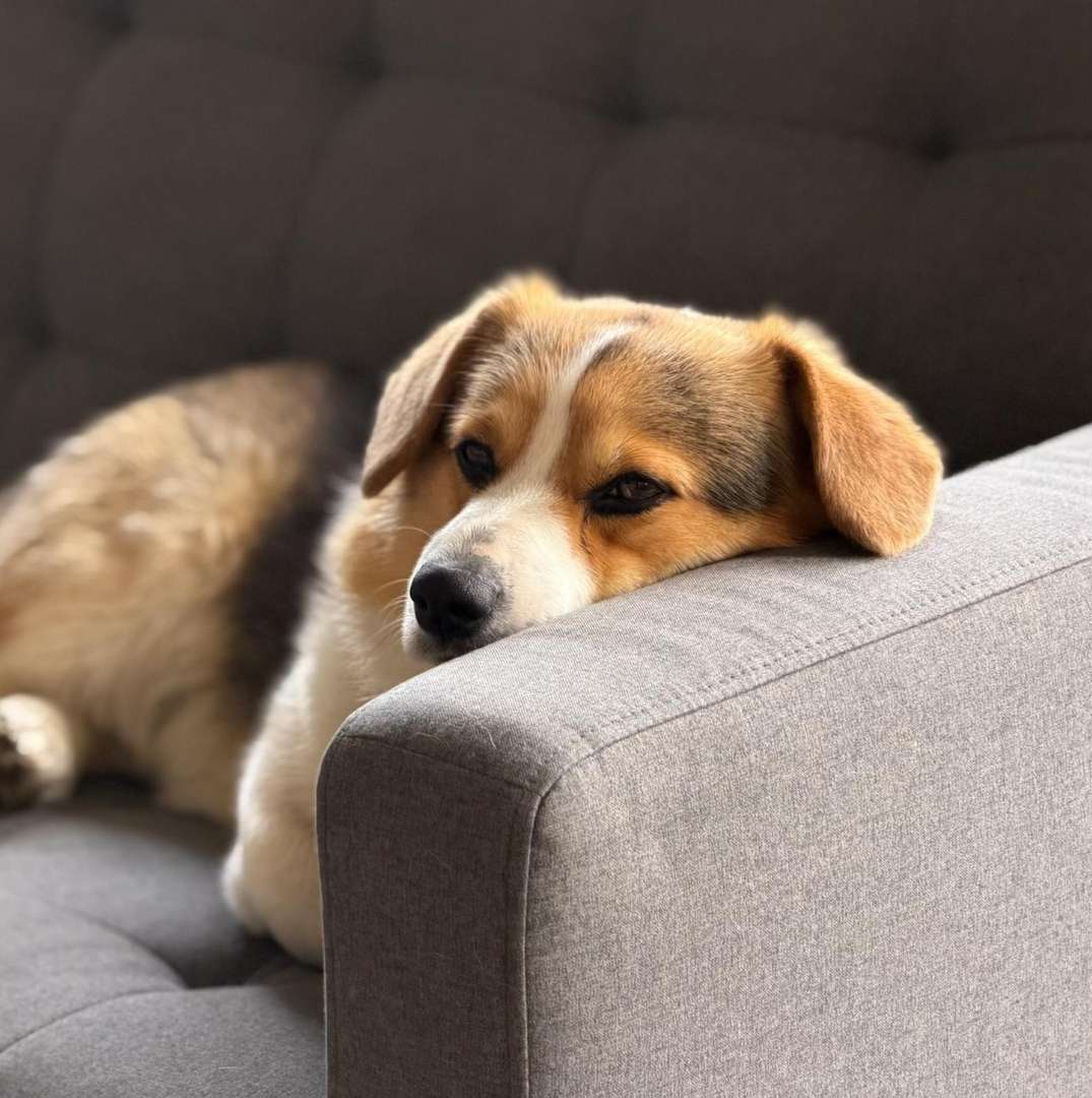 Cleaning Upholstery