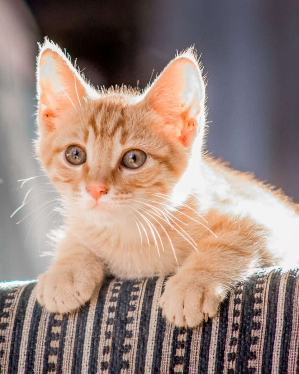 Best Carpet Cleaning Pro - Pet Odor Removal Joliet